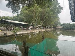 Hồ Câu Cá Câu Tôm Lã Vọng Bình Quới