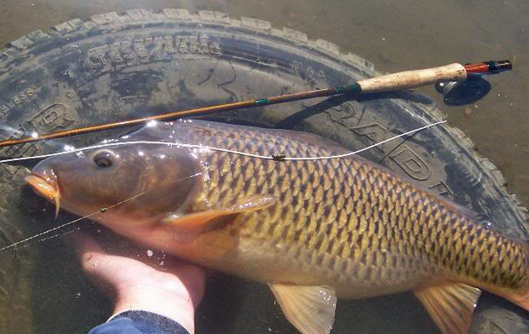 Câu Đêm Có Cá Gì