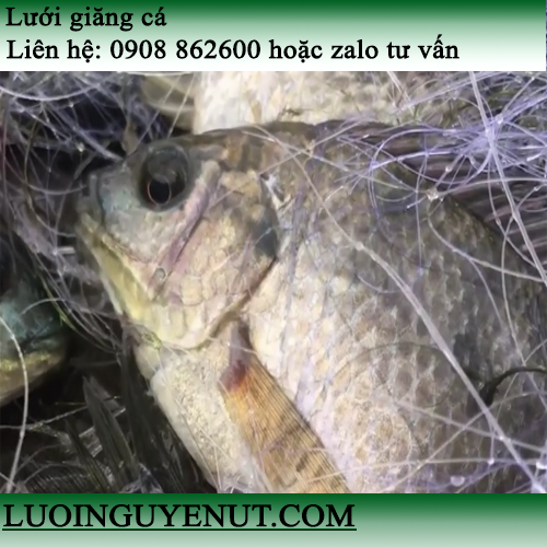 Các Loại Lưới Đánh Cá Biển