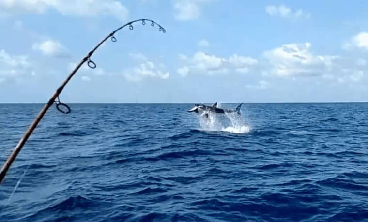 Câu Cá Biển Nước Ngoài