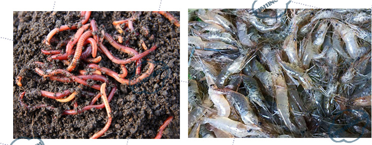 Câu Cá Chạch Sông