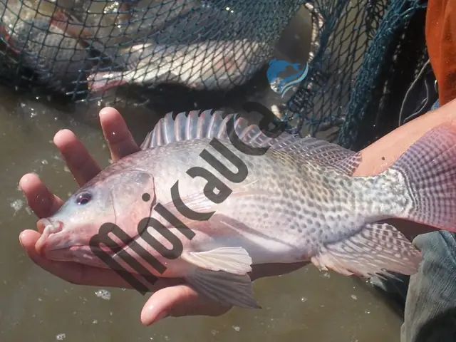 Mồi Câu Cá Phi Sông