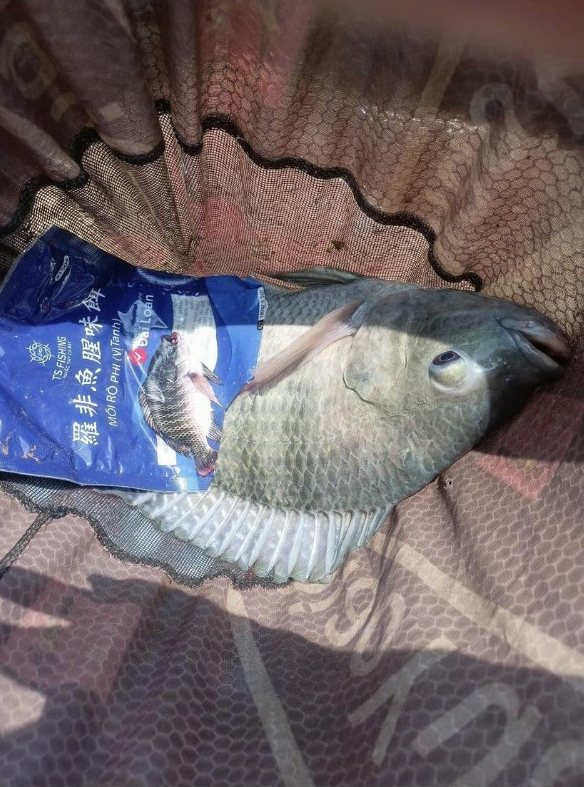 Câu Cá Rô Phi Ban Đêm