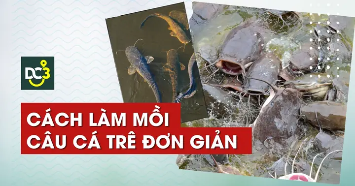 Mồi Thuốc Câu Cá Tra Sông