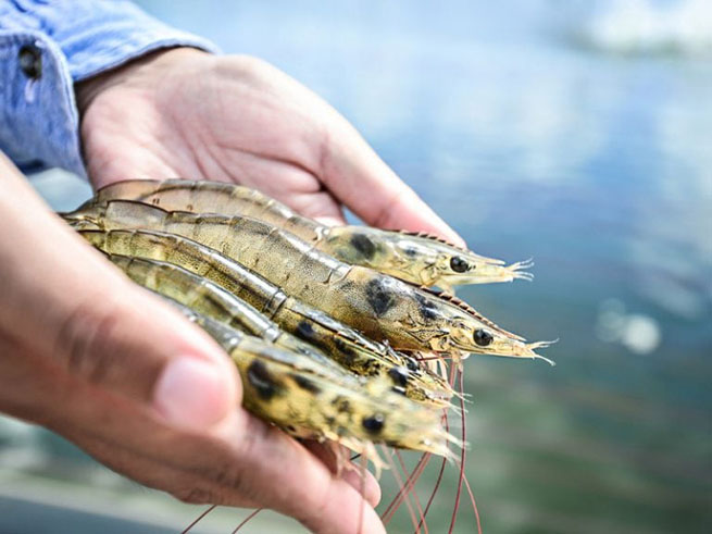 Câu Cá Chẽm Ban Đêm