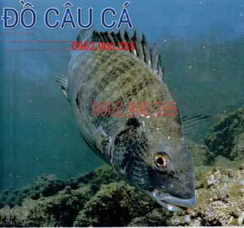 Cách Làm Mồi Xả Câu Cá Biển