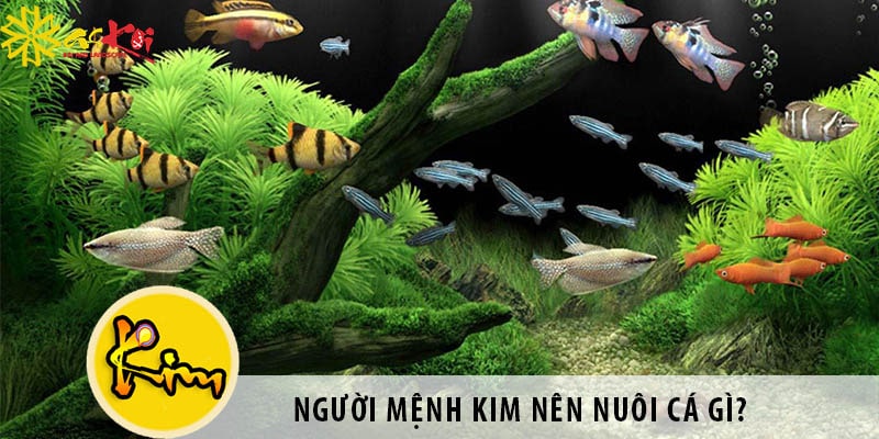 Mệnh Kim Nuôi Cá Được Không