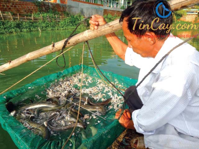 Vợt Cá Câu Đài