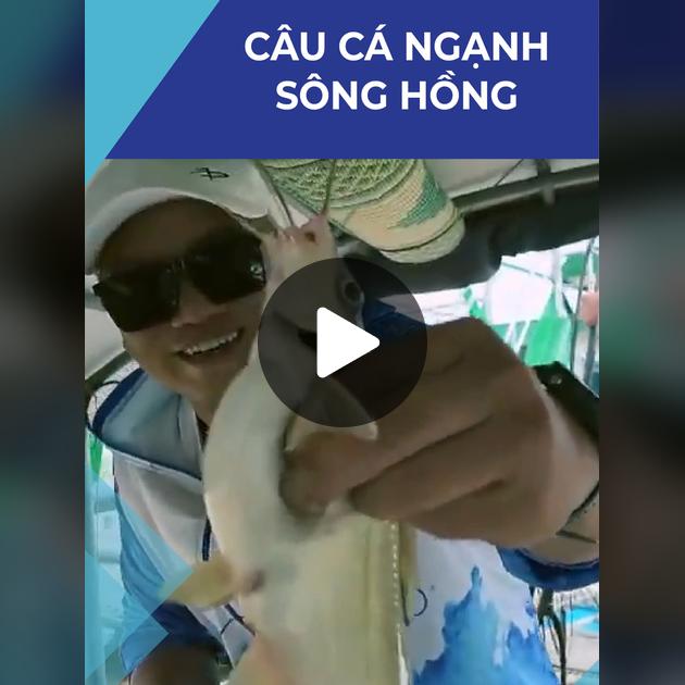 Câu Cá Ngạnh Sông Hồng
