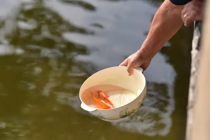 Văn Khấn Phóng Sinh Cá