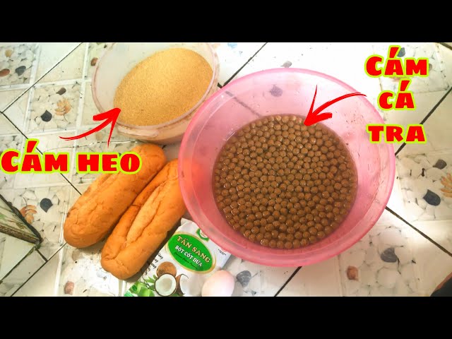 Cách Câu Cá Tra Hiệu Quả