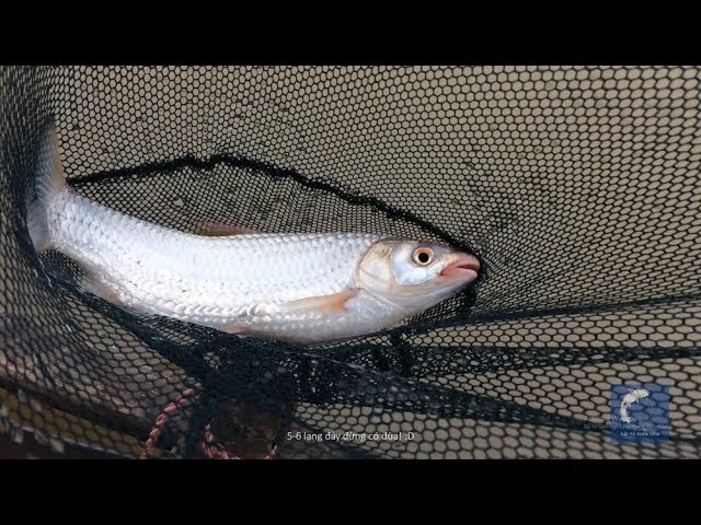 Cách Câu Cá Rói Sông