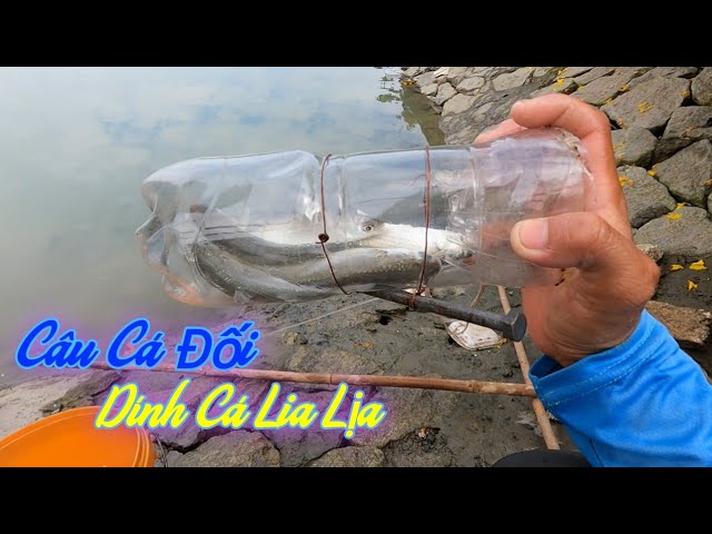 Cách Câu Cá Đối
