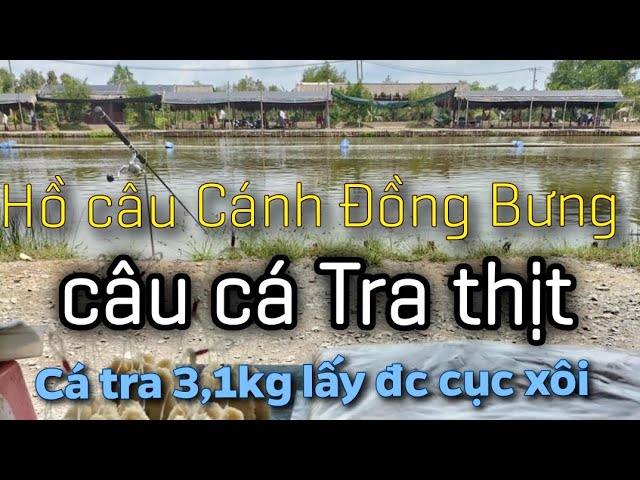 Hồ Câu Cá Thịt