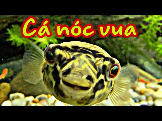 Cá Nóc Nước Ngọt