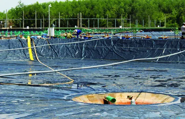 Thiết Kế Ao Nuôi Cá Trong Vườn