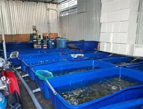 Thiết Kế Ao Nuôi Cá Trong Vườn