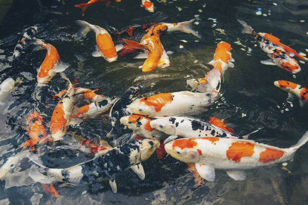 Cá Koi Có Ăn Được Không