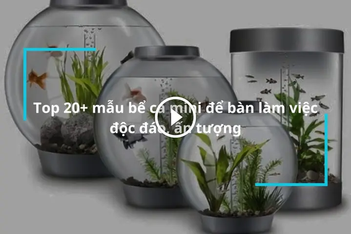 Bể Cá Mini Để Bàn