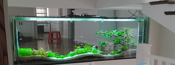 Bể Cá Đẹp Phòng Khách