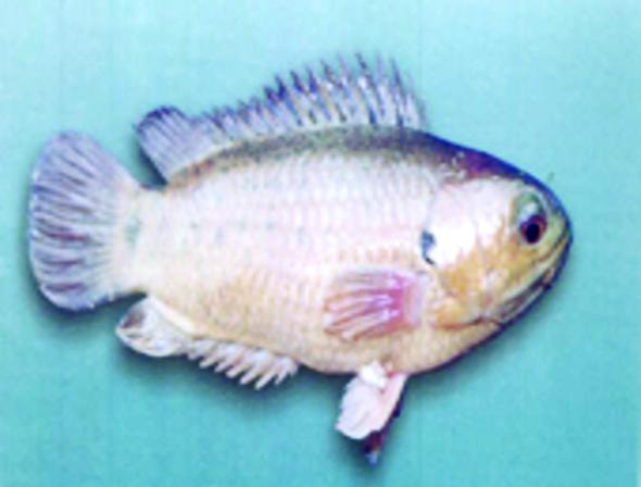 Cá Rô Đầu Vuông