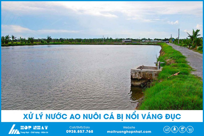 Cách Xử Lý Nước Hồ Câu Cá