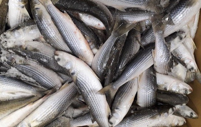 Các Loại Cá Miền Tây