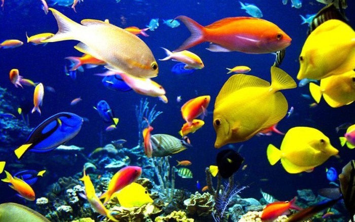 Các Loài Cá Trên Thế Giới