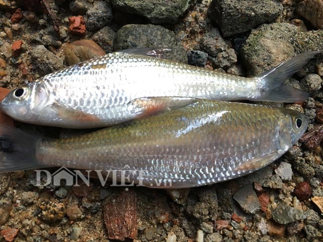 Cá Niên Quảng Ngãi