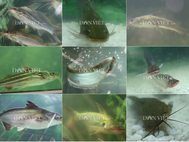 Các Loại Cá Miền Tây