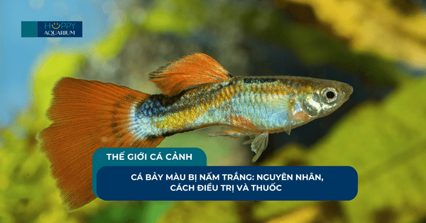 Cá Bảy Màu Bị Nấm