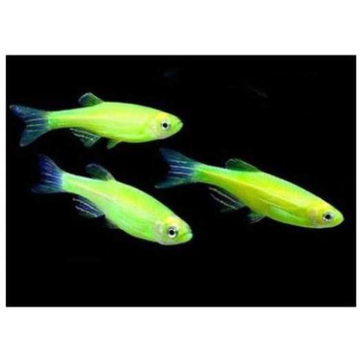 Cá Sọc Ngựa Xanh