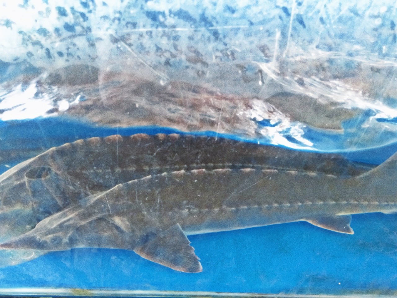 Giá Cá Tầm Đà Lạt