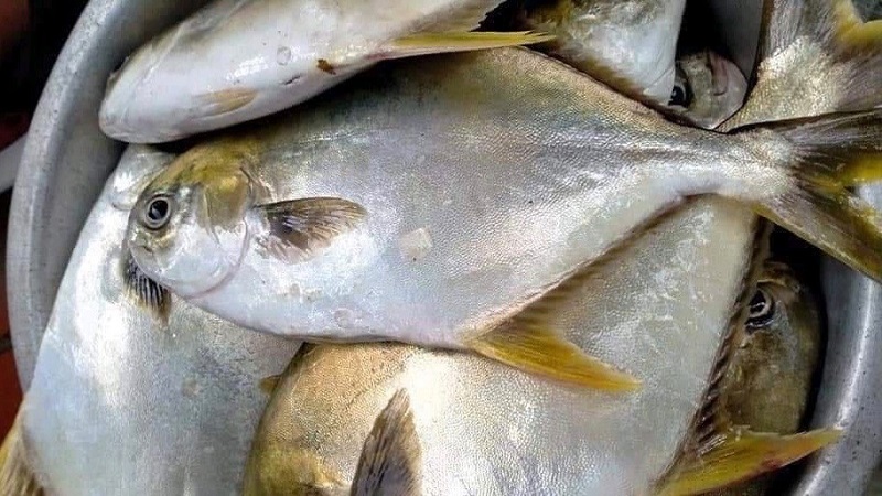 Món Ngon Với Cá Chim