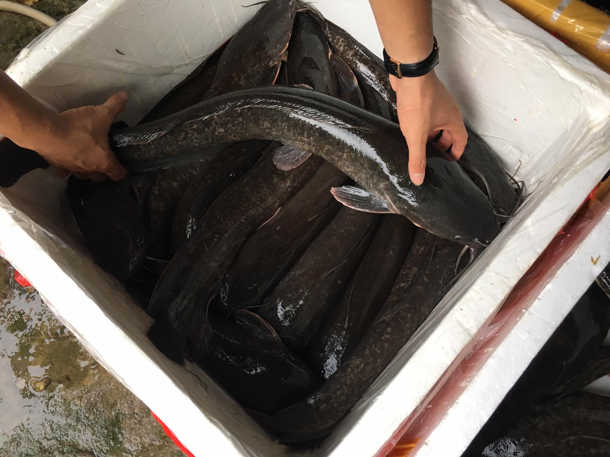 Cá Trê Bao Nhiêu 1kg