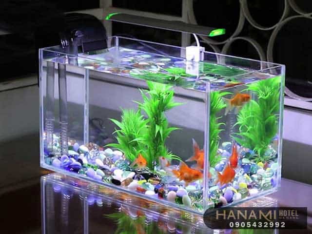 Bán Cá Cảnh Đà Nẵng