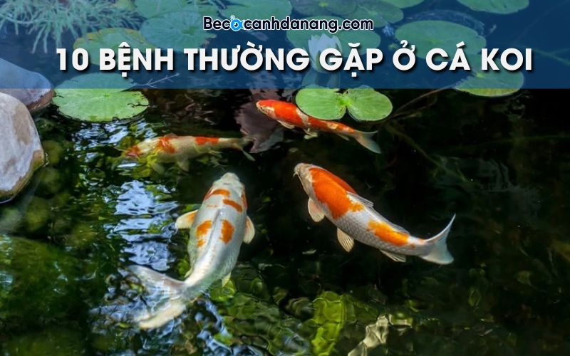 Cá Tuột Nhớt