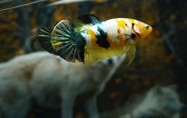 Cách Nhận Biết Cá Betta Mái Căng Trứng