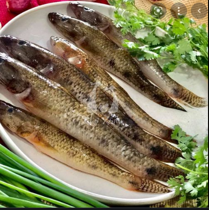 Cá Bống Bao Nhiêu Tiền 1kg