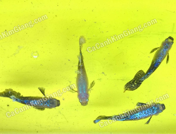 Cá Bảy Màu Bị Nấm