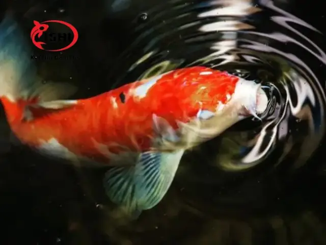 Cá Bị Đục Mắt