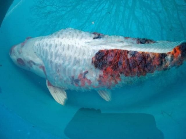 Cá Bị Tróc Vảy Có Mọc Lại Không