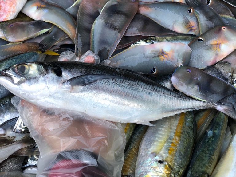 Cá Biển Có Vẩy