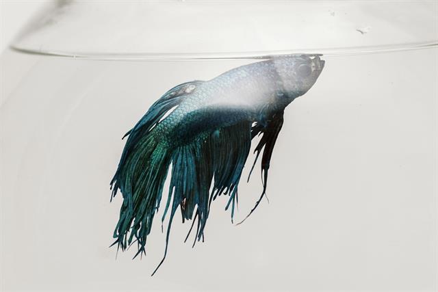 Cá Bị Túm Đuôi