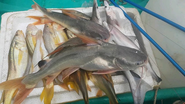 Cá Chèo Bẻo Giá Bao Nhiêu