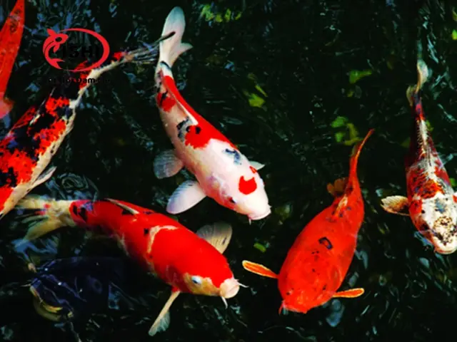 Cá Bị Đục Mắt