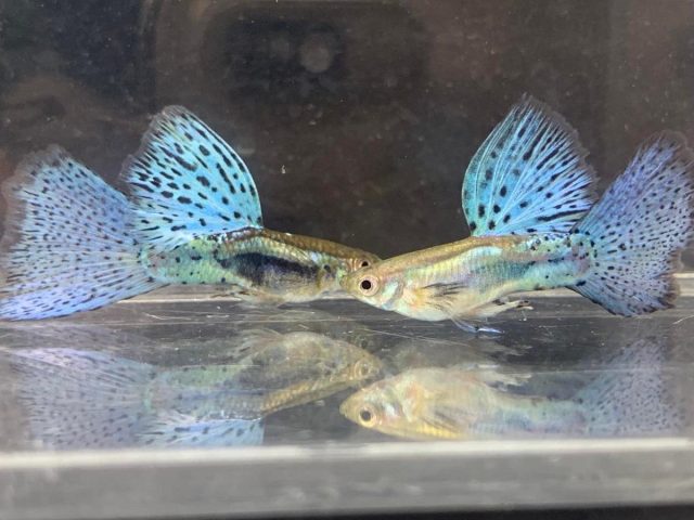 Cá Cảnh Sống Khỏe Nhất