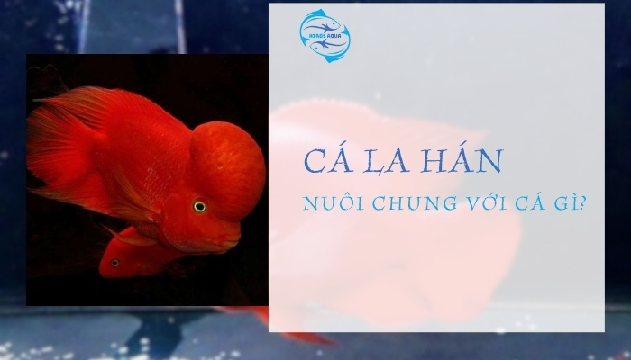 Cá La Hán Nuôi Chung Với Cá Gì
