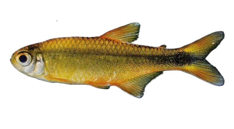 Cá Cảnh Sống Khỏe Nhất