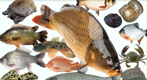 Các Loại Cá Sông Ngon